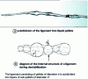 Figure 12 - Structure of a ligament (reproduced from [40] with permission of the authors and Physics of Fluids. Copyright 2004, AIP Publishing LLC)