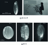 Figure 15 - Schematic diagram of the evolution of a drop suddenly subjected to a gaseous flow, photographed at different times (photos by Theofanous and Li [54] reproduced with permission from Physics of Fluids. Copyright 2008, AIP Publishing LLC)