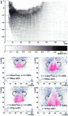 Figure 29 - Examples of air velocity and air/spray fields measured by PIV techniques (from [22] and [23])