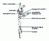 Figure 15 - Common-rail injector unit for automotive diesel engines (from Bosch doc.)