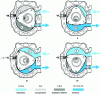 Figure 51 - Successive evolutions of the rotary piston engine cycle