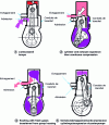 Figure 5 - Principle of the 2-stroke cycle on crankcase-pump engines and lights