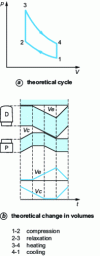 Figure 11 - Theoretical thermodynamic evolutions of a single-acting Stirling engine
