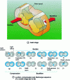 Figure 35 - Beak pump (doc. BOC Edwards)