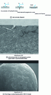 Figure 9 - Surface fatigue wear