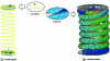 Figure 23 - Wire and volume finite element modeling of compression springs