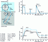 Figure 26 - Load distribution in timing belt elements