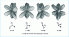 Figure 20 - Examples of quartz etching diagrams