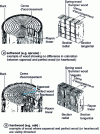 Figure 2 - Wood structure: softwoods and hardwoods