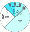 Figure 11 - Deformation diagram