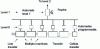 Figure 6 - Organization of a transfer chain