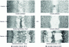 Figure 29 - N18/N18 assembly, NiCrB1055 filler metal: experimental determination of isothermal solidification conditions (from [26])