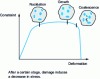 Figure 7 - Evolution of damage with deformation