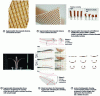 Figure 15 - Different hygromorphic biocomposites. Different hinge widths lead to different bending angles after exposure to moisture.