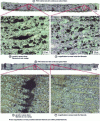 Figure 9 - Cross-sectional view of printed composites composed of PA6-I reinforced with continuous carbon fibres and PA6 reinforced with continuous glass fibres