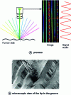 Figure 2 - Principle of path reading (source: Indeep)