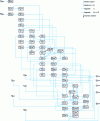 Figure 16 - Example of an isotopic filiation chain for the heavy nuclei of a nuclear fuel subjected to neutron irradiation (part 2/3)