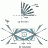 Figure 5 - The two target attacks (laser case)