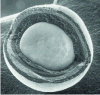 Figure 1 - Fractography of a UO2 TRISO particle for HTR fuel