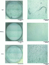 Figure 5 - Macrography and micrography of inert oxide matrices after irradiation