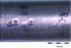 Figure 11 - Steam erosion zones on the surface of a titanium tube