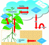 Figure 10 - Simplified schematic representation of the main tritium transfers in the air-plant-soil system