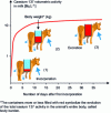 Figure 7 - Theoretical evolution of cesium-137 volumetric activity in cow's milk resulting from continuous daily intake of 50 Bq by the animal