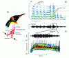 Figure 4 - Two-voice phenomenon in birds: a) position of the syrinx at the bronchial-tracheal junction in a penguin (arrows indicate the two sources generated by the bronchi), b) sonagraphic representation of the courtship call of a king penguin (the two voices are clearly visible on the upper harmonics), c) oscillographic and sonagraphic detail of a syllable: beats due to the presence of neighboring frequencies are clearly visible on the oscillographic representation and are in phase with the periodic frequency discontinuities of the instantaneous frequency representation (Hilbert calculation, black curve superimposed on the sonogram)