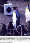 Figure 5 - Playback experiment on a colony of king penguins in the Crozet archipelago (Indian Ocean) (Photo credit: Pierre Jouventin)