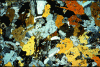 Figure 1 - Mineralogical assemblage (or paragenesis) seen under a polarized-analyzed light microscope and consisting mainly of sub-millimeter to millimeter crystals of plagioclase (gray to black hues) and amphibole (yellow, orange and greenish hues). Non-foliated amphibolite-type rock