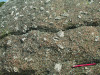 Figure 2 - Granite with large crystals (or phenocrysts) of potassium feldspar (orthoclase) in a grainy matrix (Quérigut granite, Western Pyrenees-Ariège)