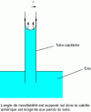 Figure 18 - Jurin's law, expressing the balance between the weight of the capillary water column and surface tension forces