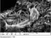 Figure 2 - Non-expansive secondary ettringite in a pore (scanning electron microscope)