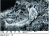 Figure 2 - Non-expanding secondary ettringite in a pore (scanning electron microscope) (Credit UGE)