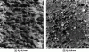 Figure 45 - Surface roughness where Rt is 3.3 mm or 0.8 mm for bushhammering using the water-jet
technique and the same applied pressure conditions (1,500 bar, i.e.
150 MPa)