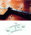 Figure 29 - Partial collapse of the roof structure of a sports hall