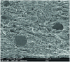 Figure 1 - Secondary electron SEM observation of the Tournemire argillite (IRSN PH4 8660), extracted from Noiret (2009) [2]