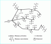 Figure 1 - Branched network