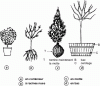 Figure 5 - Types of plant packaging