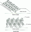 Figure 9 - Tetrapod installation plan