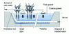 Figure 10 - Cross-section of a vertical flow planted filter (Credit INRAE)