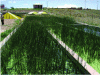 Figure 19 - Macrophyte pond (Puno – Peru) (Credit CARE)