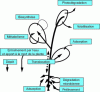 Figure 21 - Phytoremediation principle