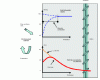 Figure 7 - Illustration of the convection zone in a reinforced concrete structure subjected to water and chloride transfer.