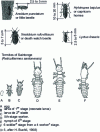 Figure 1 - Morphology of the main wood-boring insects