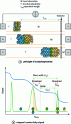 Figure 1 - Illustration of the isotachophoresis principle and the staircase shape of the conductivity signal