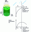 Figure 1 - Light attenuation in a microalgae culture and associated photosynthetic response