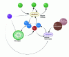 Figure 4 - Trophic interactions between microalgae, heterotrophic bacteria and nitrifying bacteria in wastewater (created with Biorender)