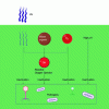 Figure 7 - Factors involved in pathogen inactivation in HRAP (created with Biorender)