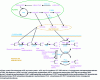 Figure 2 - Simplified diagram of triglyceride (TAG) biosynthesis in plants (inspired by [3])